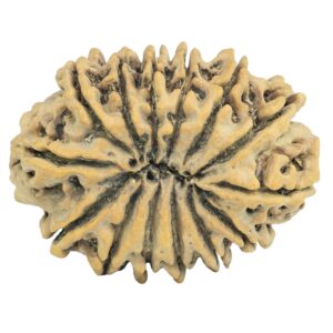 14 Mukhi Rudraksha 32.4mm 5.91gm - Rudraksha back