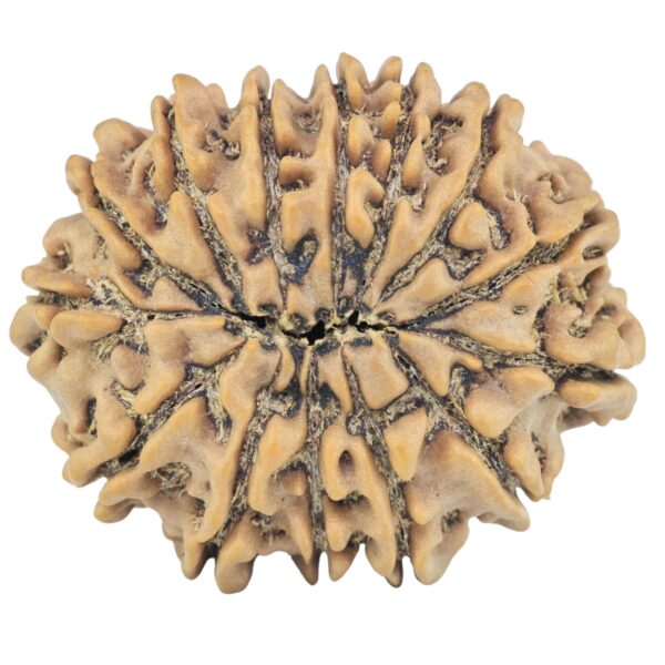 14 Mukhi Rudraksha 28.8mm 5.38gm - Rudraksha back