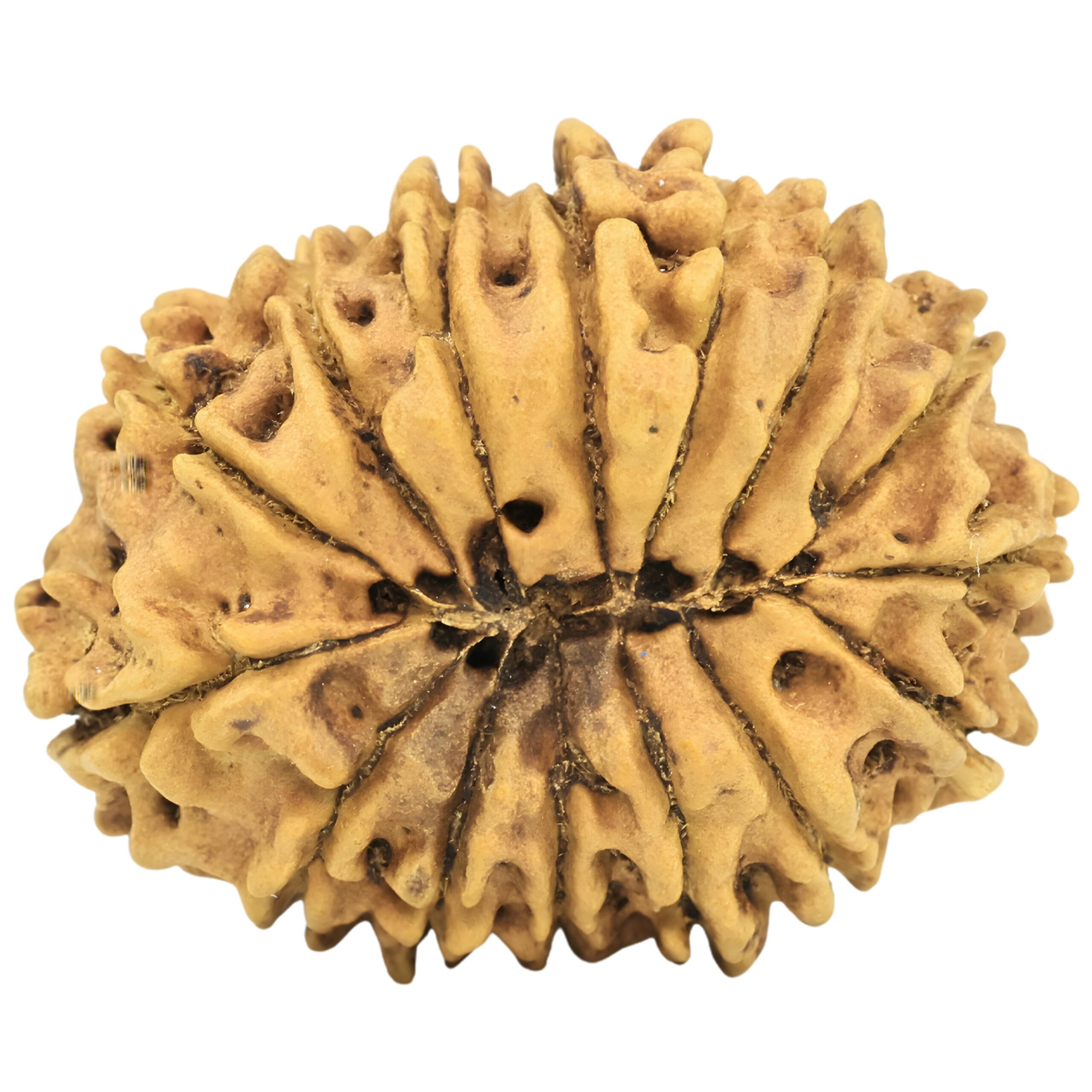 15 Mukhi Rudraksha 25.7mm 2.28gm - Rudraksha back