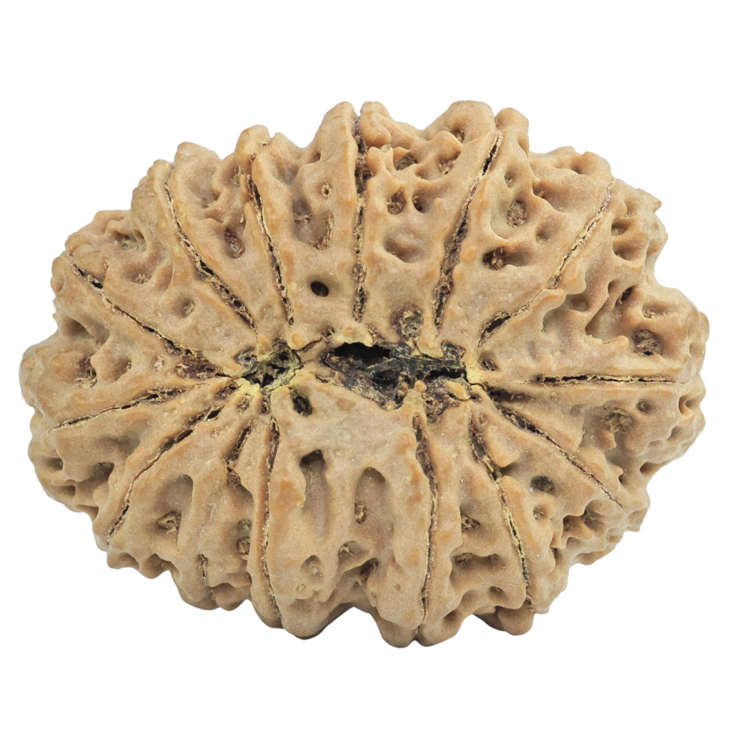 14 Mukhi Rudraksha 35.8mm 9gm - Rudraksha back