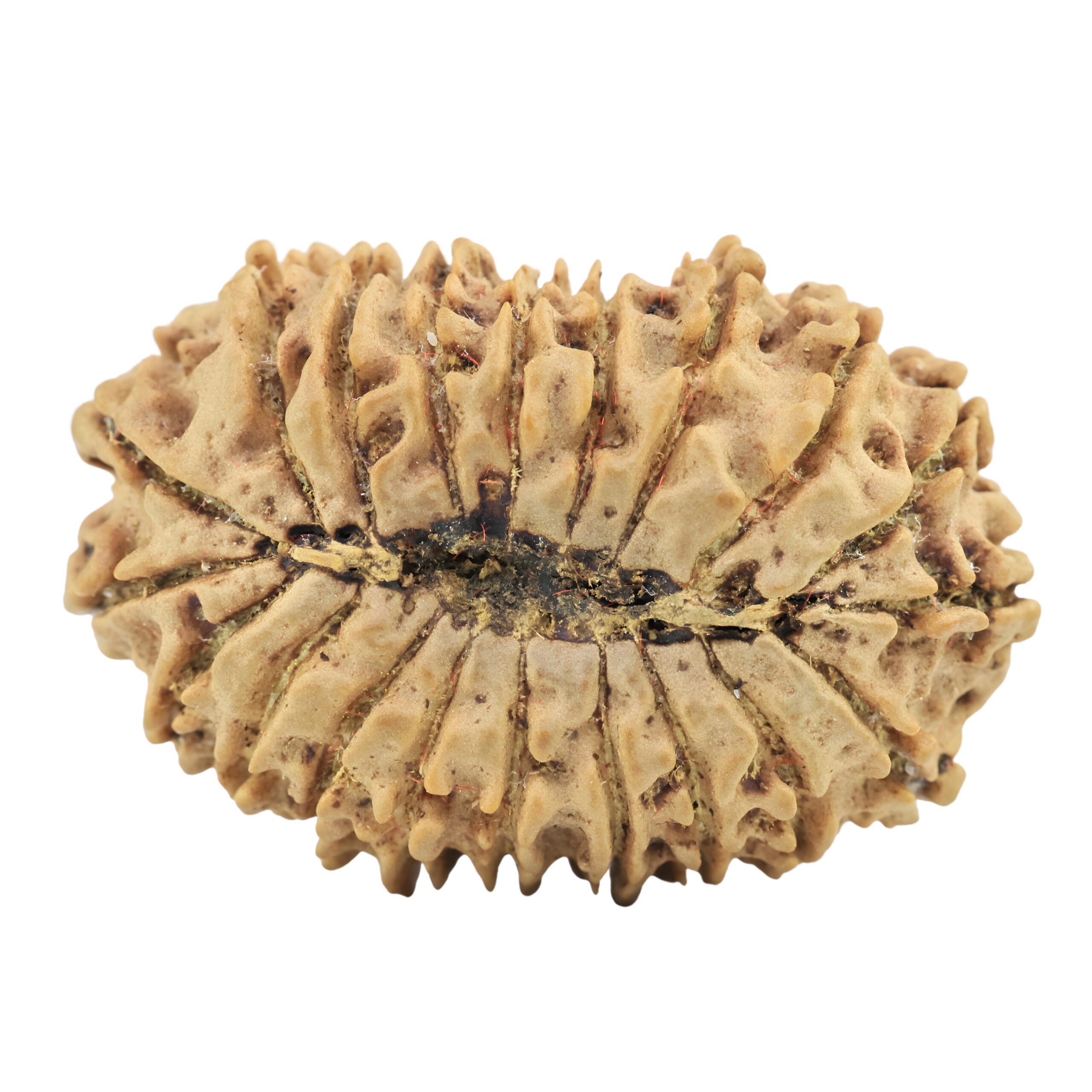 20 Mukhi Rudraksha 29.7mm 3.84gm - Rudraksha back