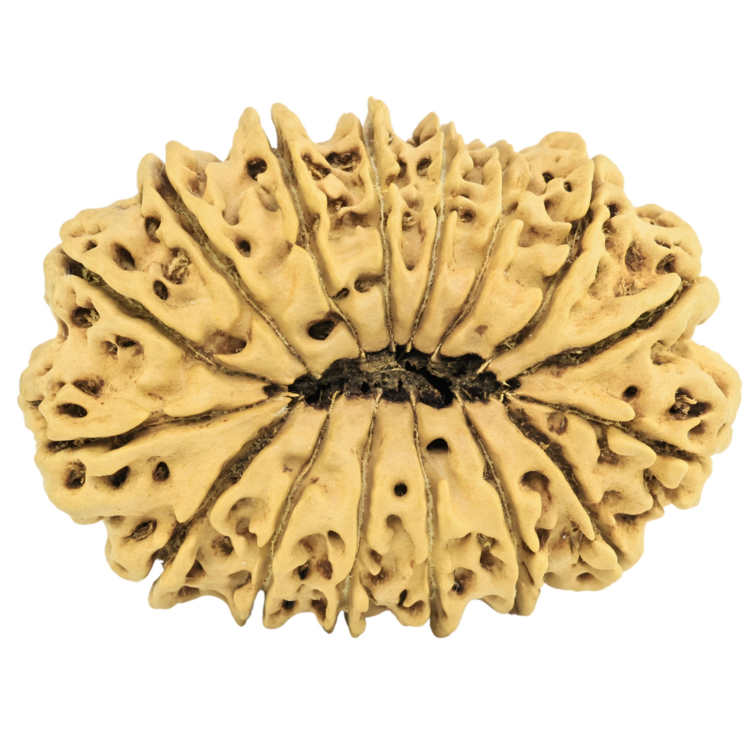 16 Mukhi Rudraksha 35.2mm 4.28gm - Rudraksha back