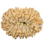15 Mukhi Rudraksha 32.1mm 6.6gm - Rudraksha back
