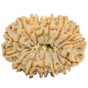15 Mukhi Rudraksha 32.1mm 6.6gm - Rudraksha back
