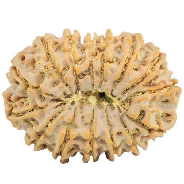 15 Mukhi Rudraksha 32.1mm 6.6gm - Rudraksha back
