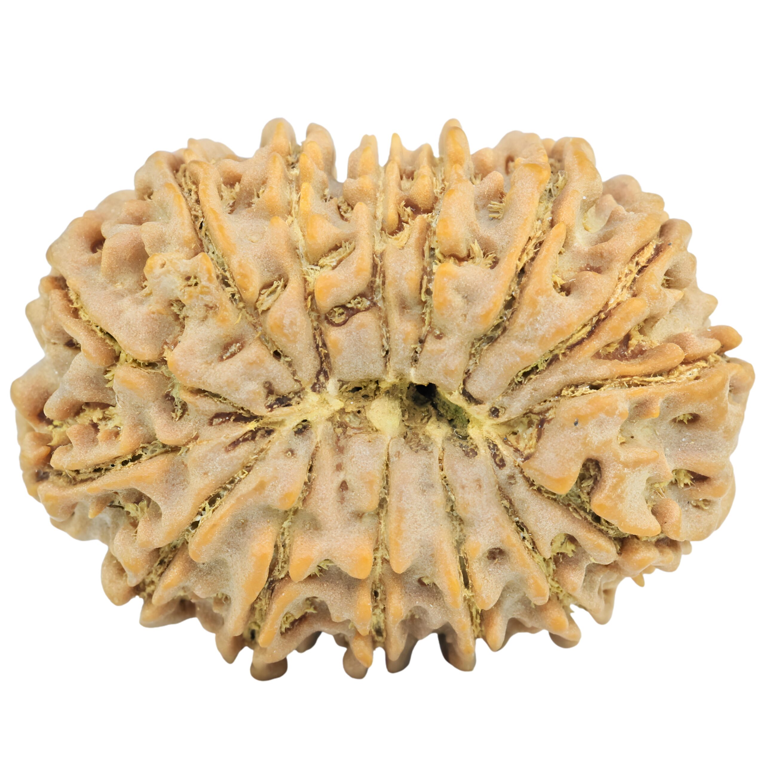 15 Mukhi Rudraksha 32.1mm 6.6gm - Rudraksha back
