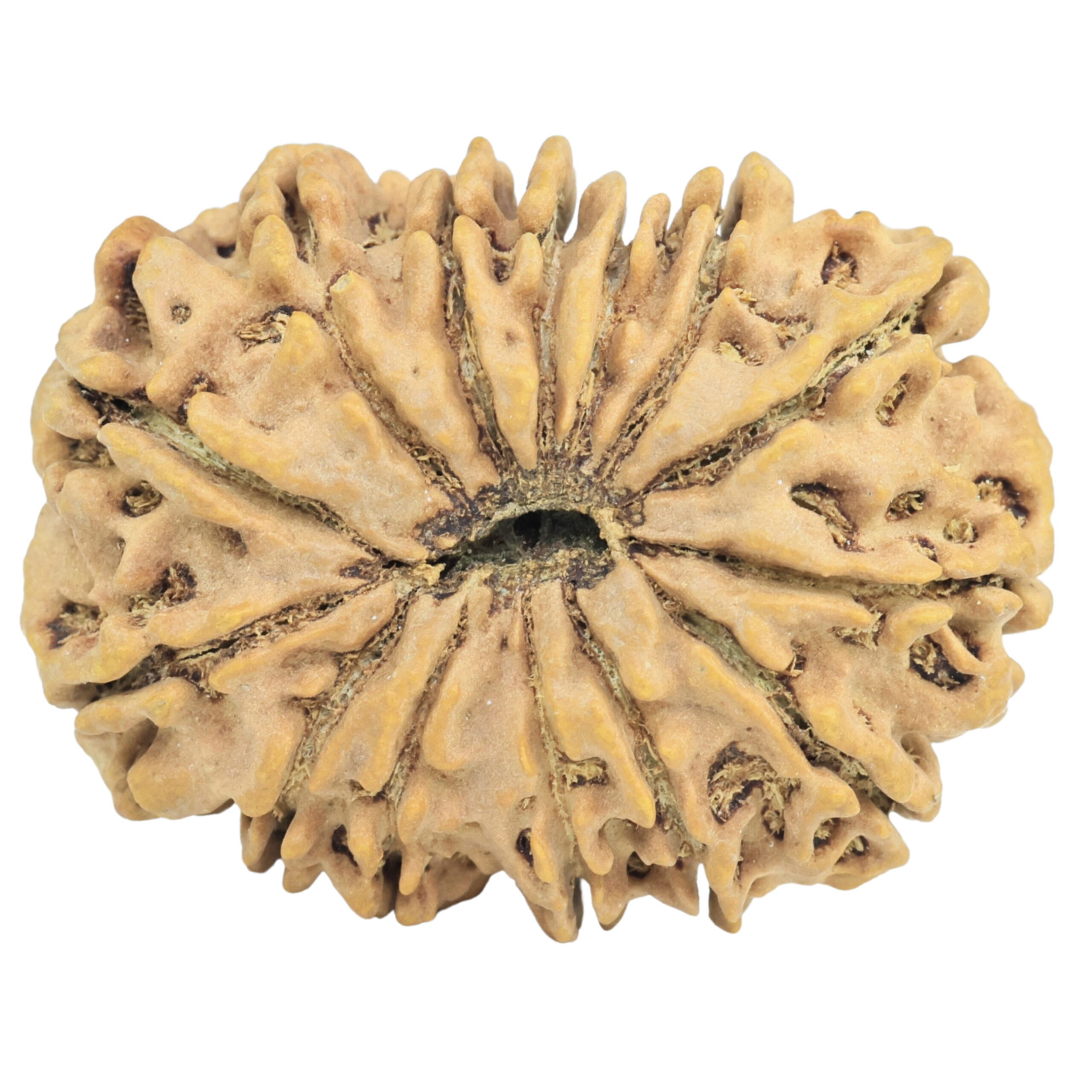 14 Mukhi Rudraksha 33.3mm 6.41gm - Rudraksha back