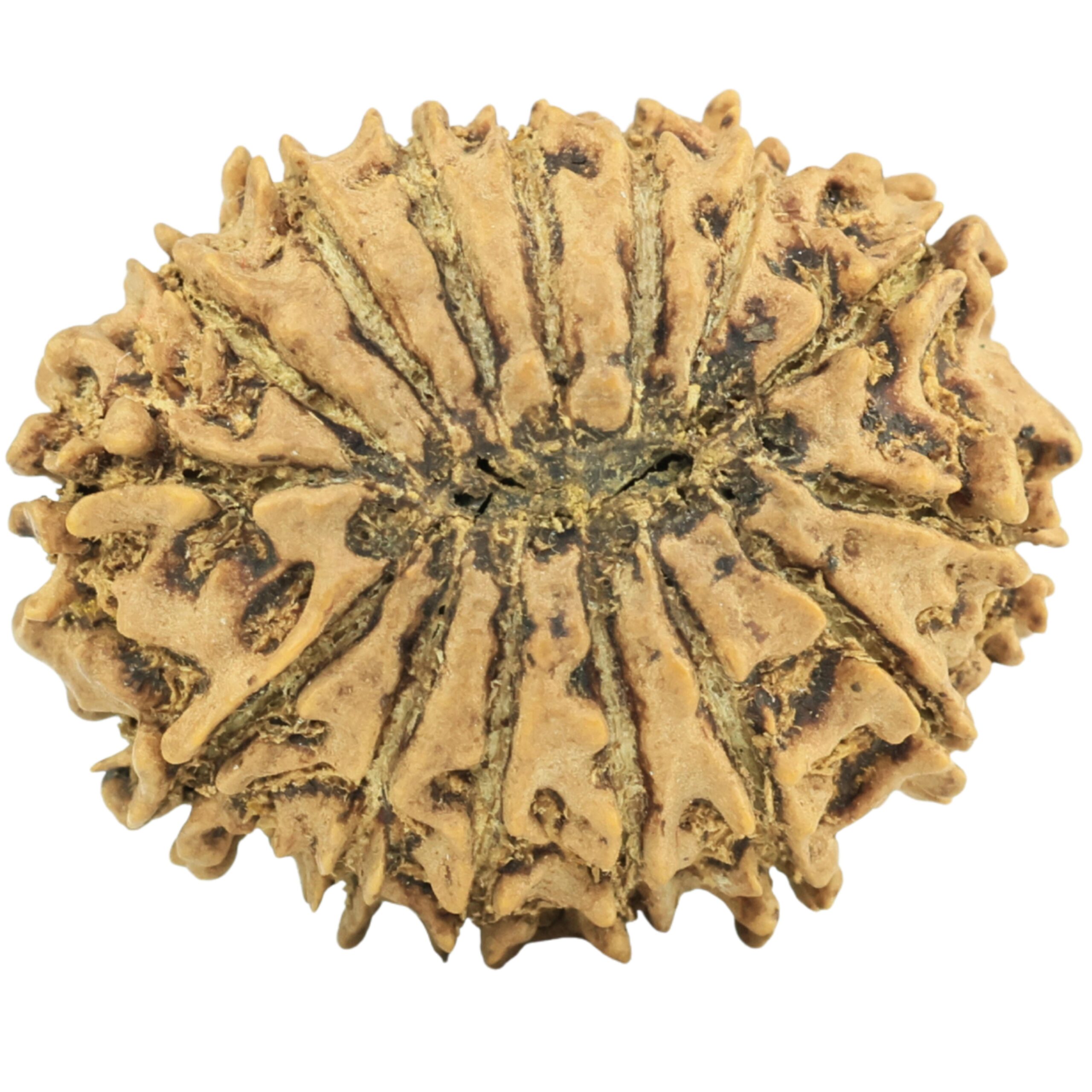 15 Mukhi Rudraksha 24.7mm 2.8gm - Rudraksha back