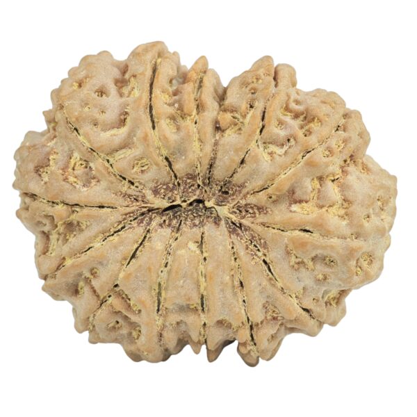 14 Mukhi Rudraksha 32.1mm 7gm - Origin: Nepal - Rudraksha back