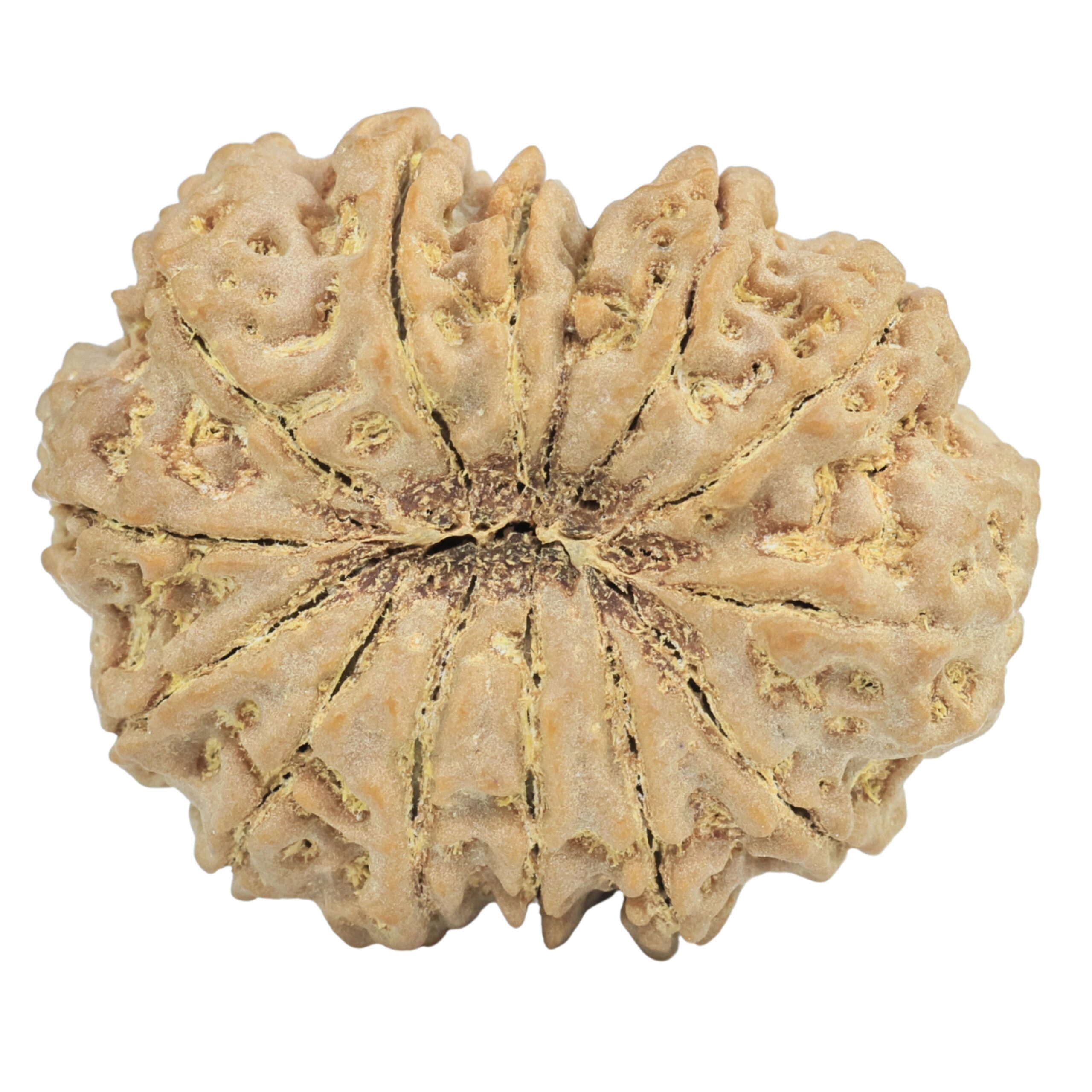 14 Mukhi Rudraksha 32.1mm 7gm - Origin: Nepal - Rudraksha back