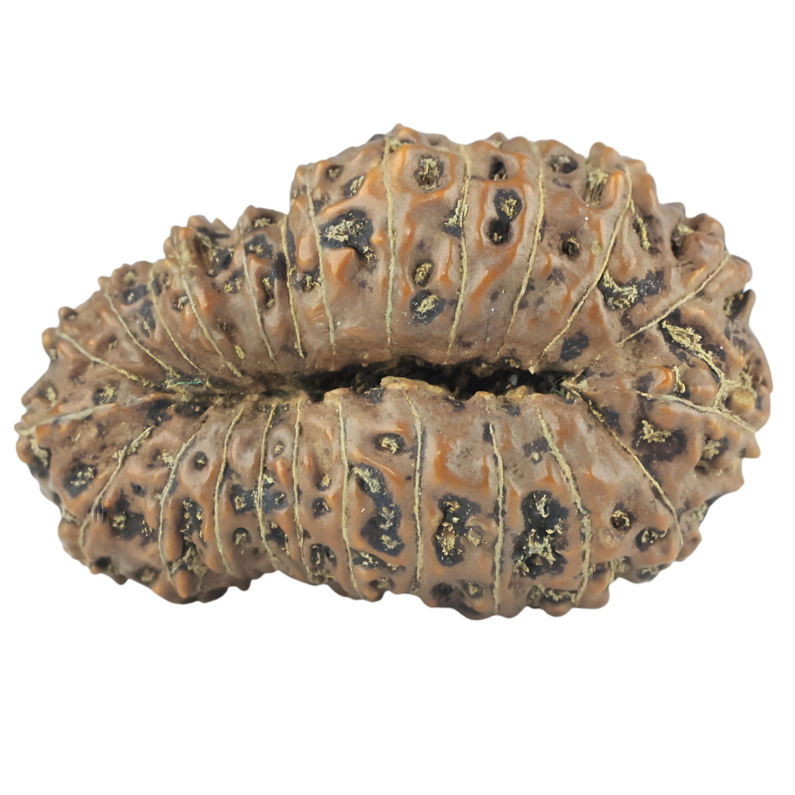 24 Mukhi Rudraksha 32.7mm 5.38gm - Rudraksha back