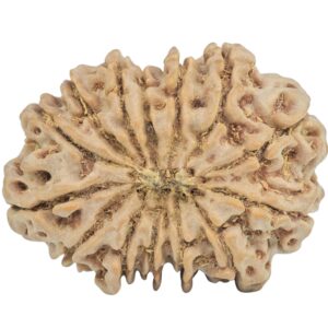 14 Mukhi Rudraksha 32.2mm 6.72gm - Rudraksha back