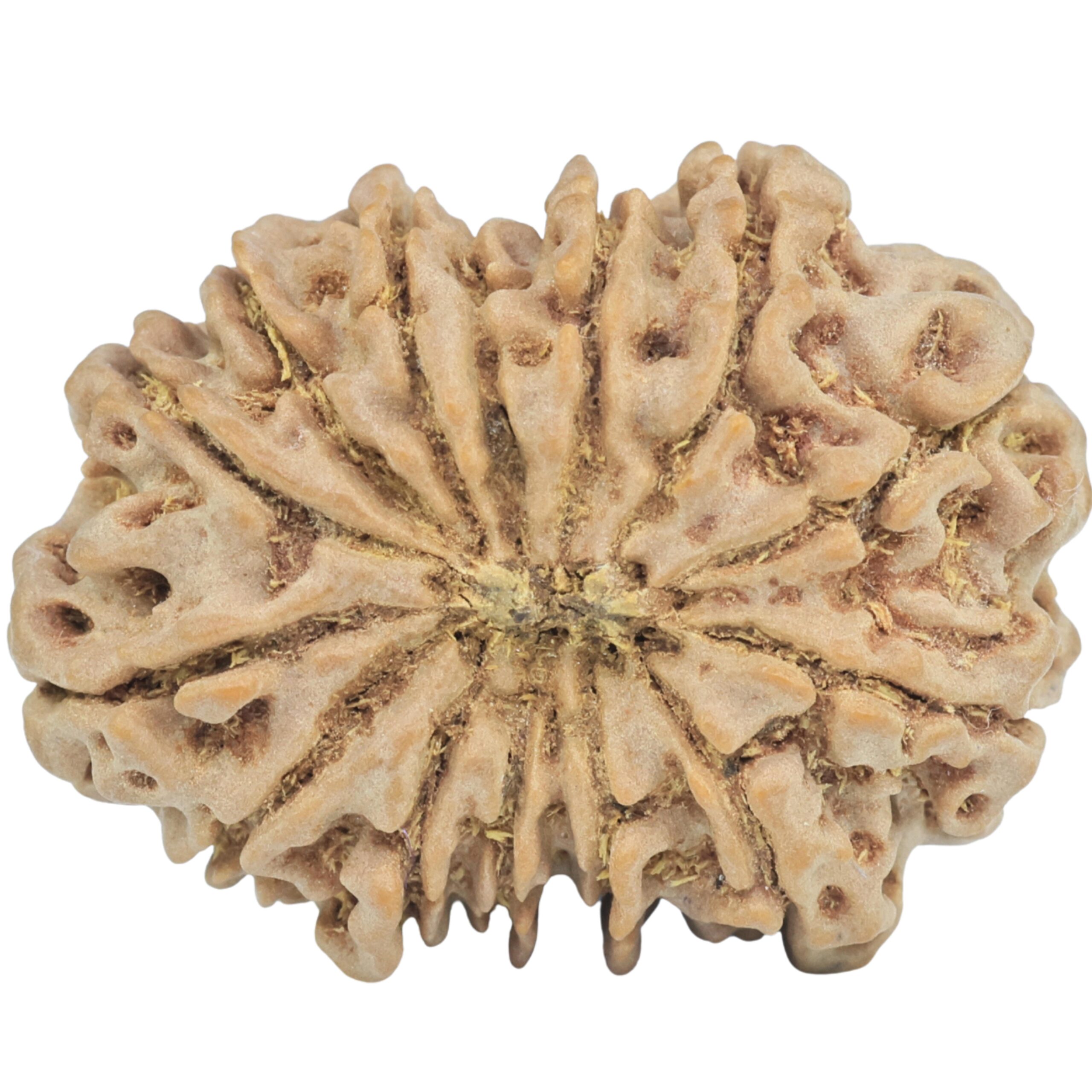 14 Mukhi Rudraksha 32.2mm 6.72gm - Rudraksha back