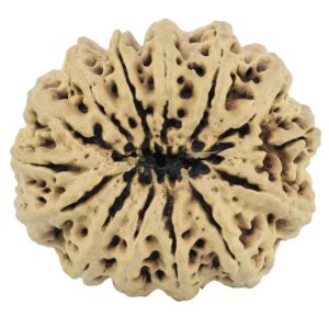 14 Mukhi Rudraksha 32.4mm 5.64gm - Rudraksha back