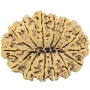 14 Mukhi Rudraksha 34.1mm 6gm - Rudraksha back