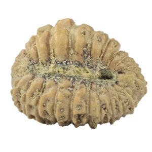 21 Mukhi Rudraksha 16.3mm 1gm - Rudraksha back