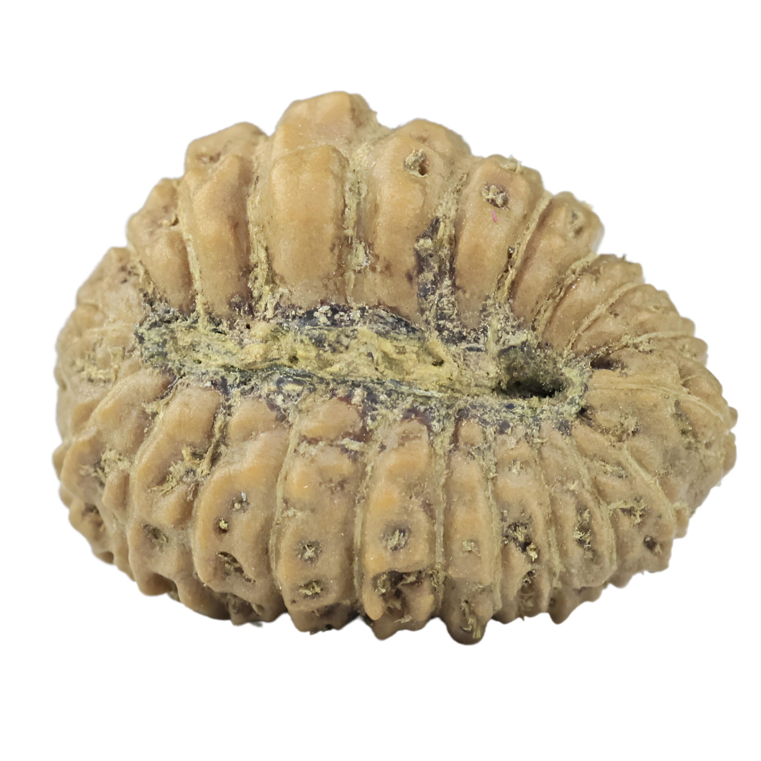 21 Mukhi Rudraksha 16.3mm 1gm - Rudraksha back