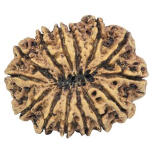 14 Mukhi Rudraksha 32.6mm 6.48gm - Rudraksha back