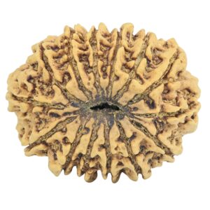 14 Mukhi Rudraksha 33.7mm 6.35gm - Rudraksha back