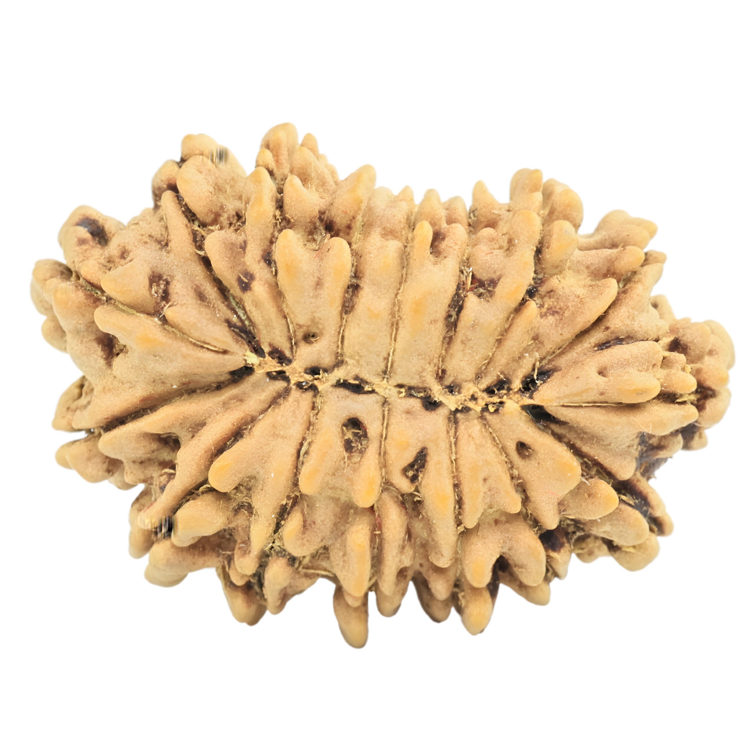 16 Mukhi Rudraksha 24mm 2.07gm - Rudraksha back