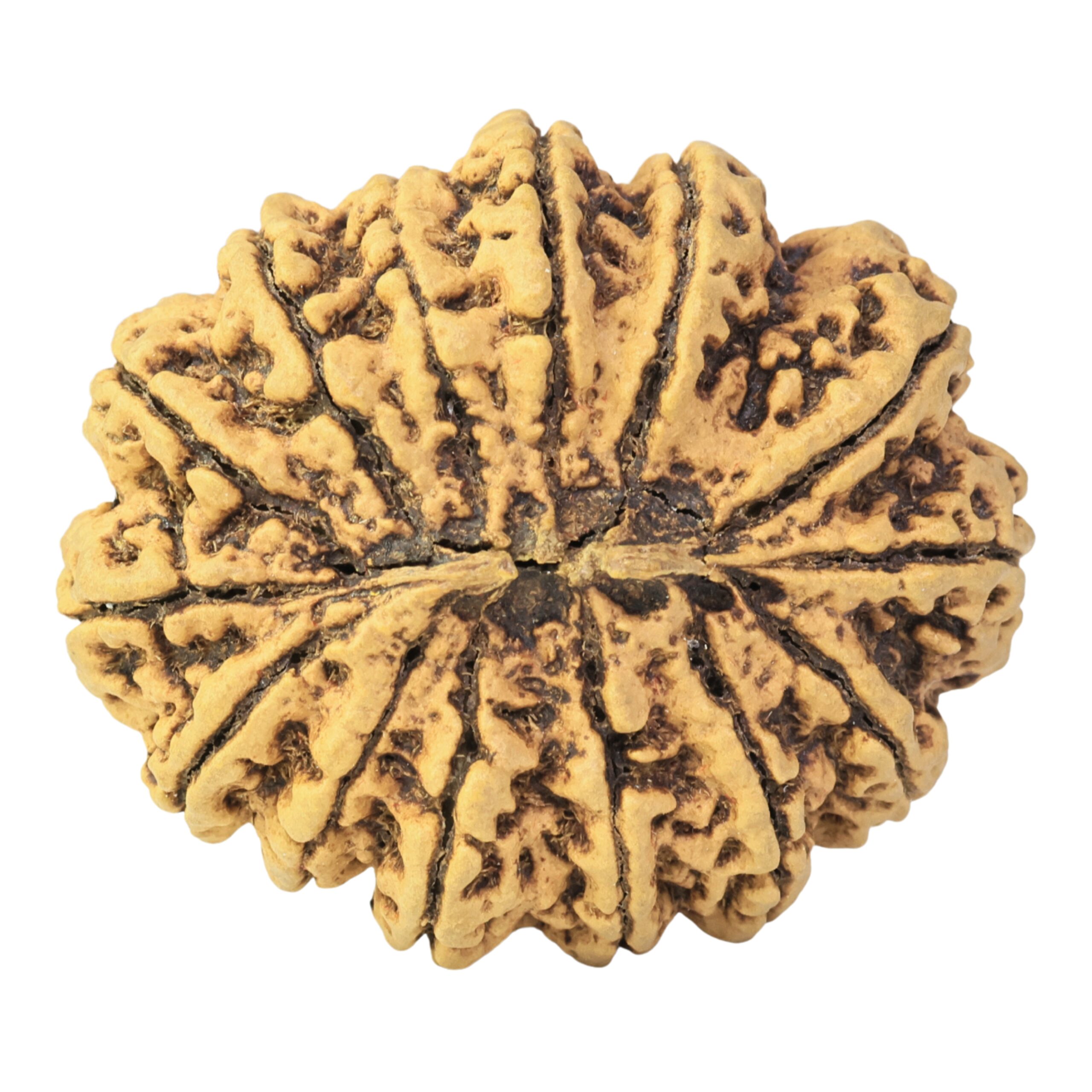 14 Mukhi Rudraksha 36.8mm 9.1gm - Rudraksha back
