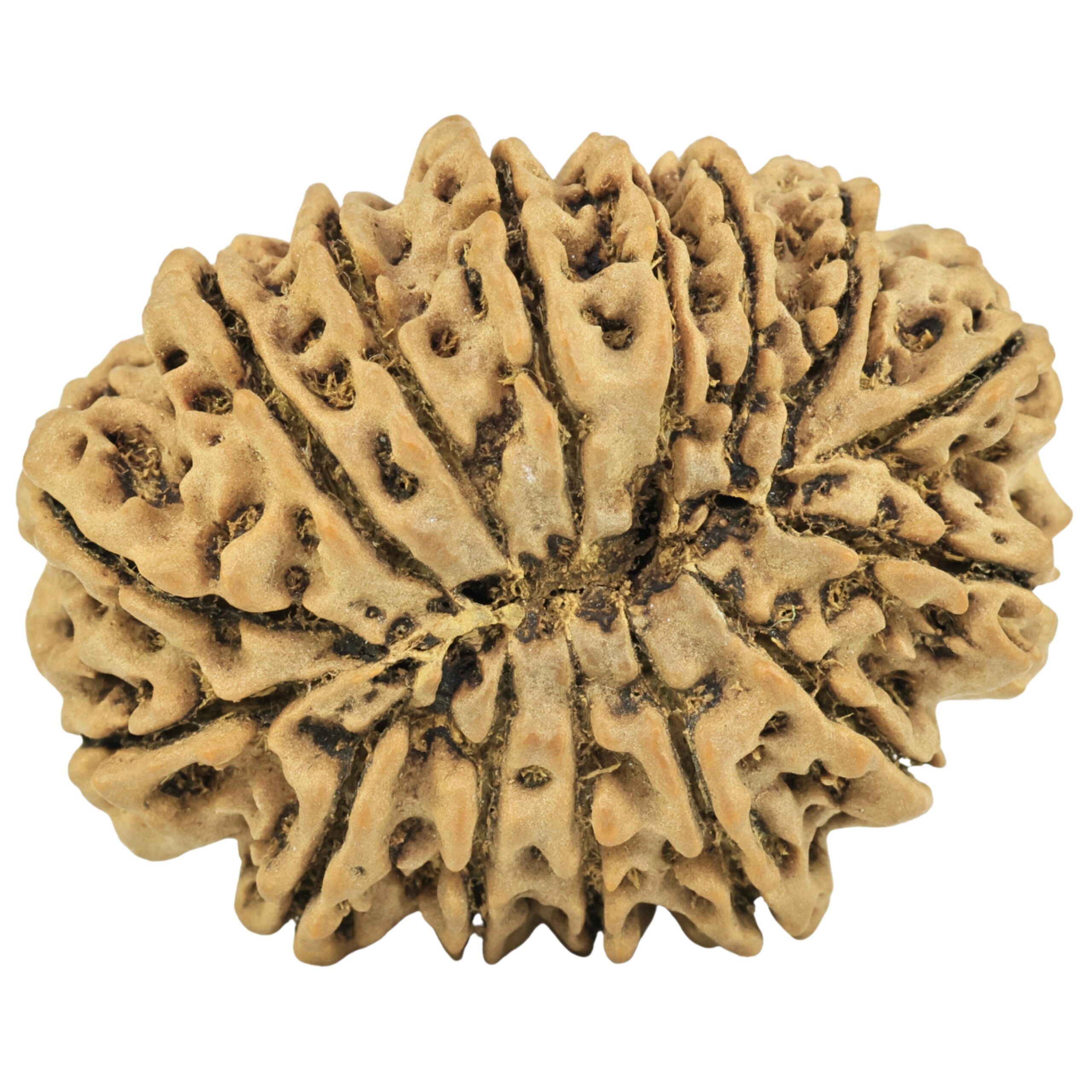 15 Mukhi Rudraksha 38.3mm 9.52gm - Rudraksha back