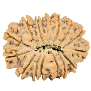 15 Mukhi Rudraksha 28.1mm 4.56gm - Rudraksha back
