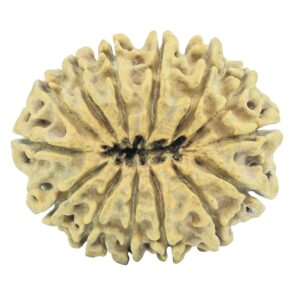 14 Mukhi Rudraksha 31.3mm 4.01gm - Rudraksha back