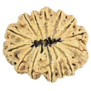 14 Mukhi Rudraksha 33mm 3.12gm - Rudraksha back