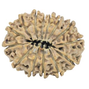 14 Mukhi Rudraksha 27.5mm 3.64gm - Rudraksha back