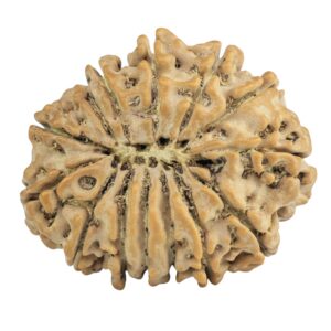 14 Mukhi Rudraksha 28.4mm 5gm - Origin: Nepal - Rudraksha back