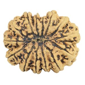 14 Mukhi Rudraksha 33mm 6.46gm - Rudraksha back