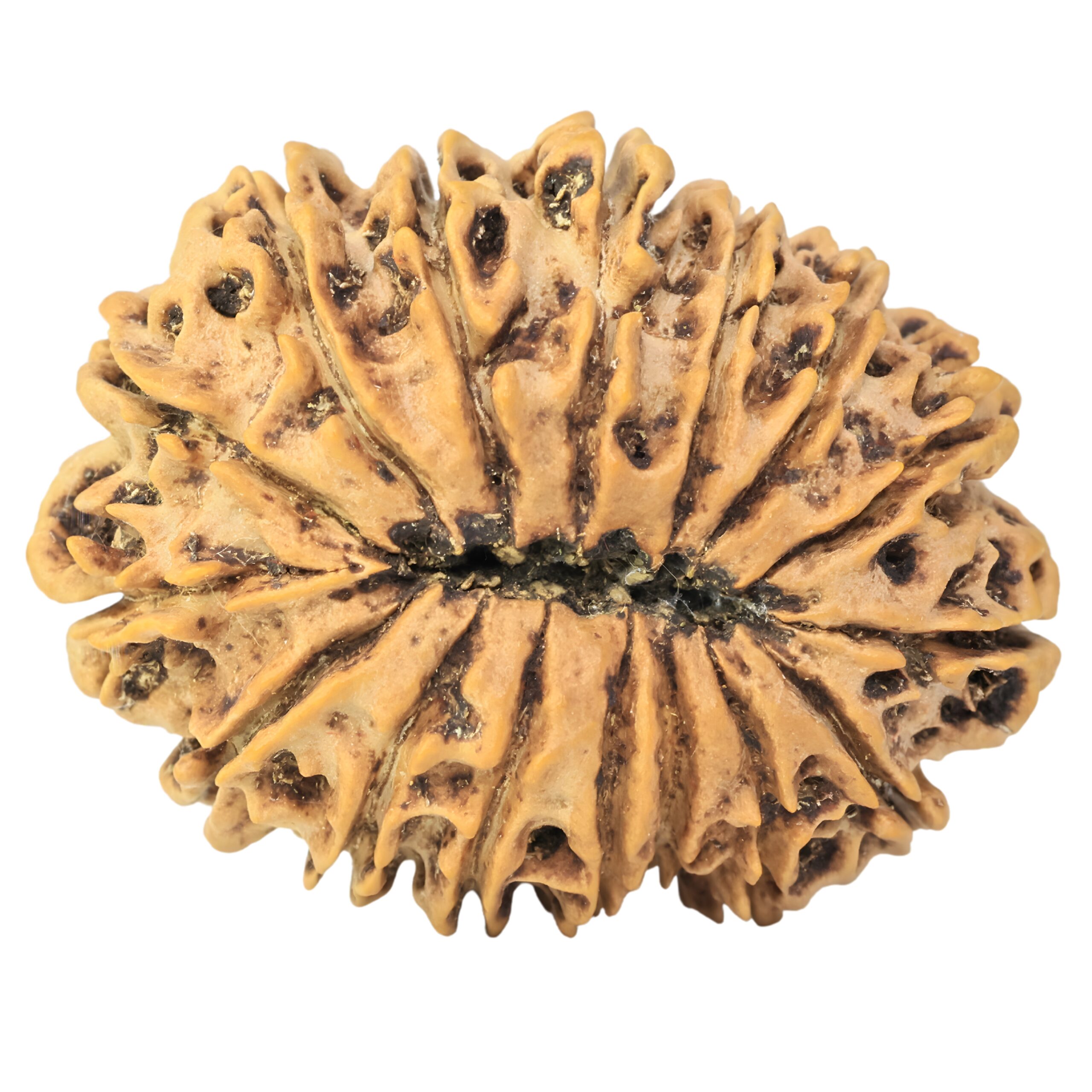 16 Mukhi Rudraksha 34.8mm 6.13gm - Rudraksha back