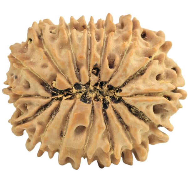 16 Mukhi Rudraksha 27.8mm 5gm - Rudraksha back