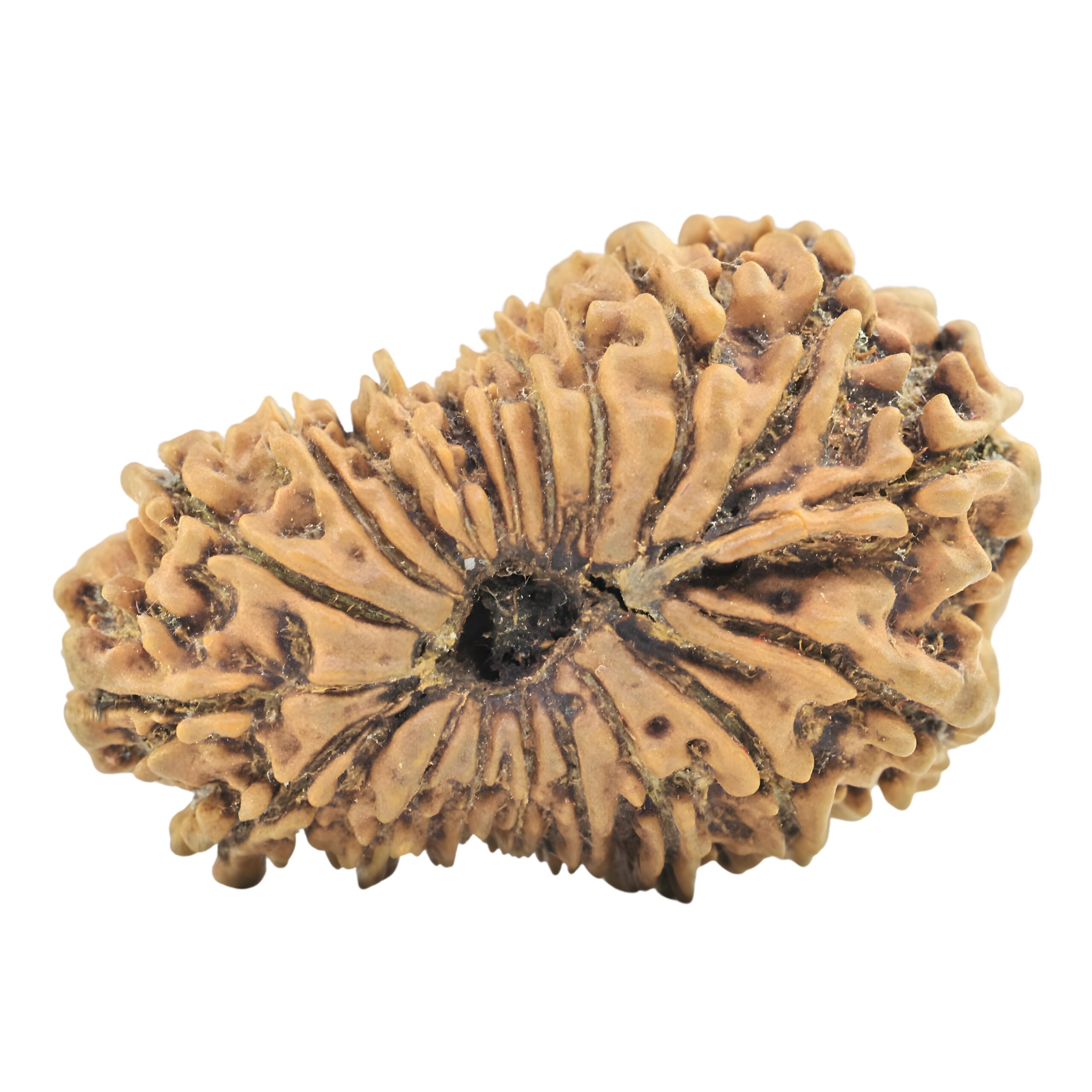 20 Mukhi Rudraksha 30mm 3.58gm - Rudraksha back