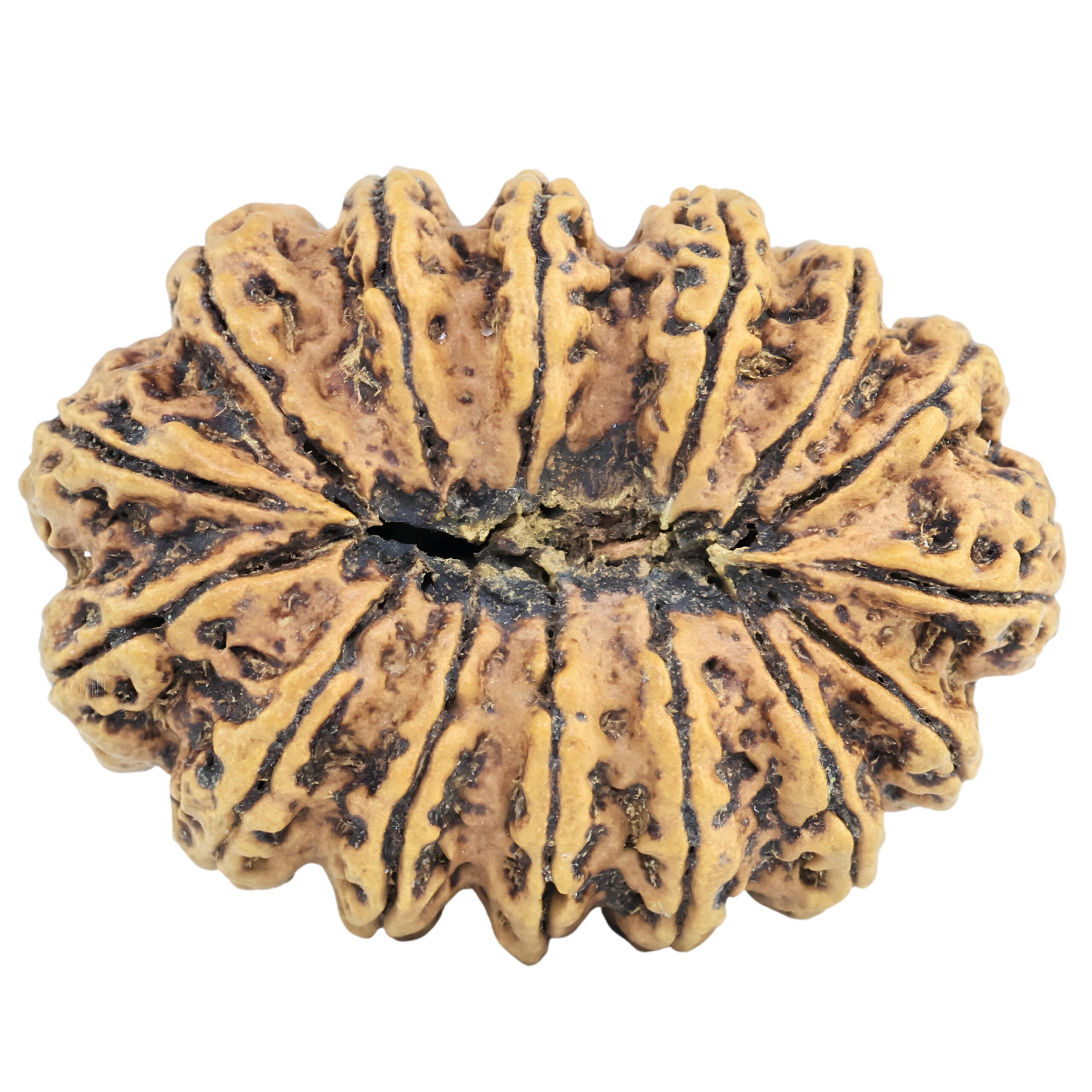 15 Mukhi Rudraksha 33.9mm 5.19gm - Rudraksha back