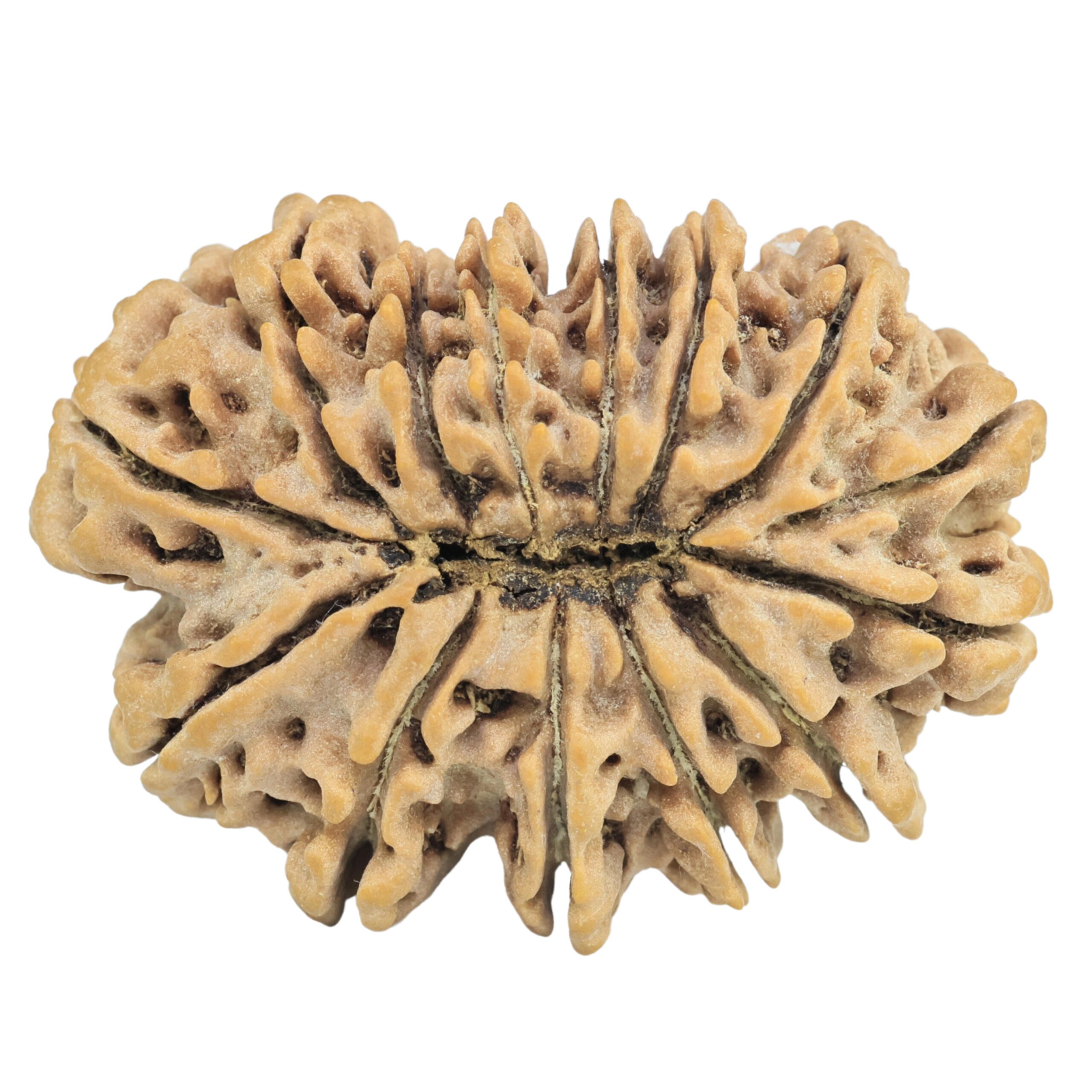14 Mukhi Rudraksha 36.5mm 7.34gm - Rudraksha back