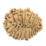19 Mukhi Rudraksha 27.8mm 4.32gm - Rudraksha back