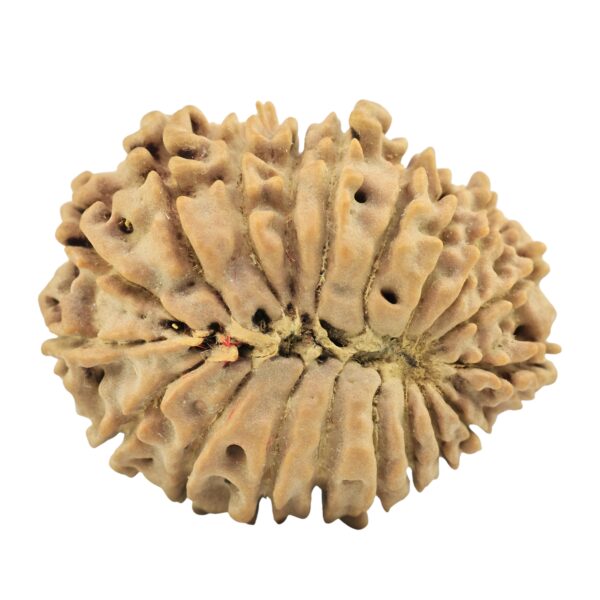 19 Mukhi Rudraksha 27.8mm 4.32gm - Rudraksha back