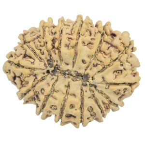14 Mukhi Rudraksha 34.4mm 6.73gm - Rudraksha back