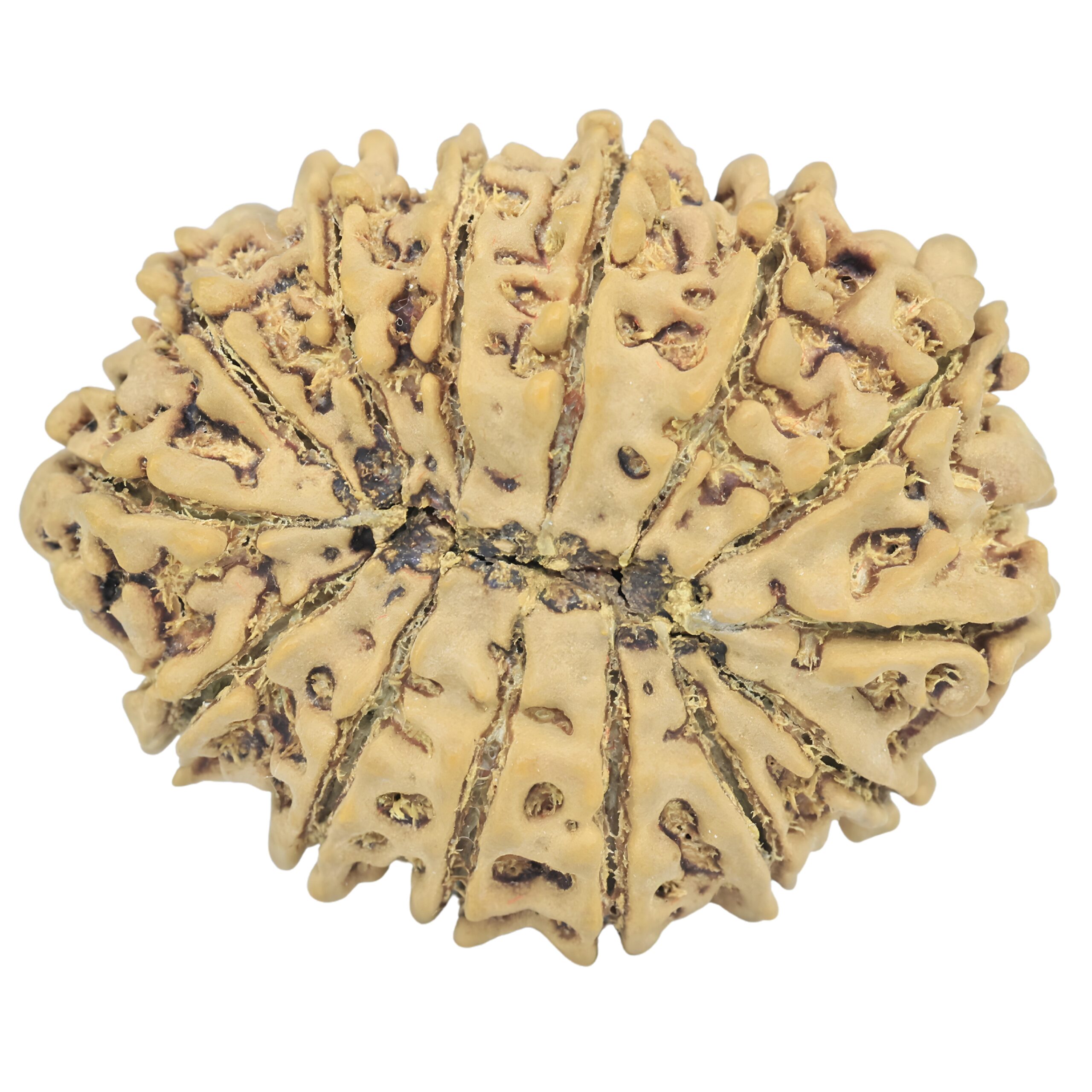 14 Mukhi Rudraksha 34.4mm 6.73gm - Rudraksha back