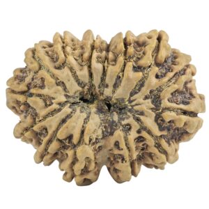 14 Mukhi Rudraksha 32.9mm 6.17gm - Rudraksha back