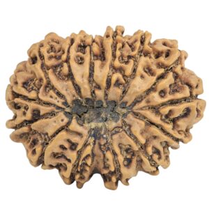 14 Mukhi Rudraksha 33.7mm 7.11gm - Rudraksha back