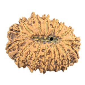 16 Mukhi Rudraksha 30.5mm 5.24gm - Rudraksha back