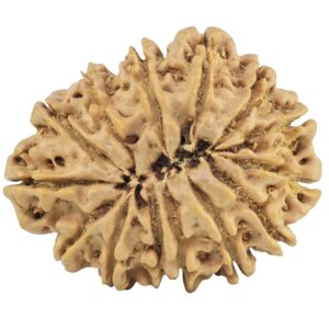 14 Mukhi Rudraksha 29.4mm 4.91gm - Rudraksha back