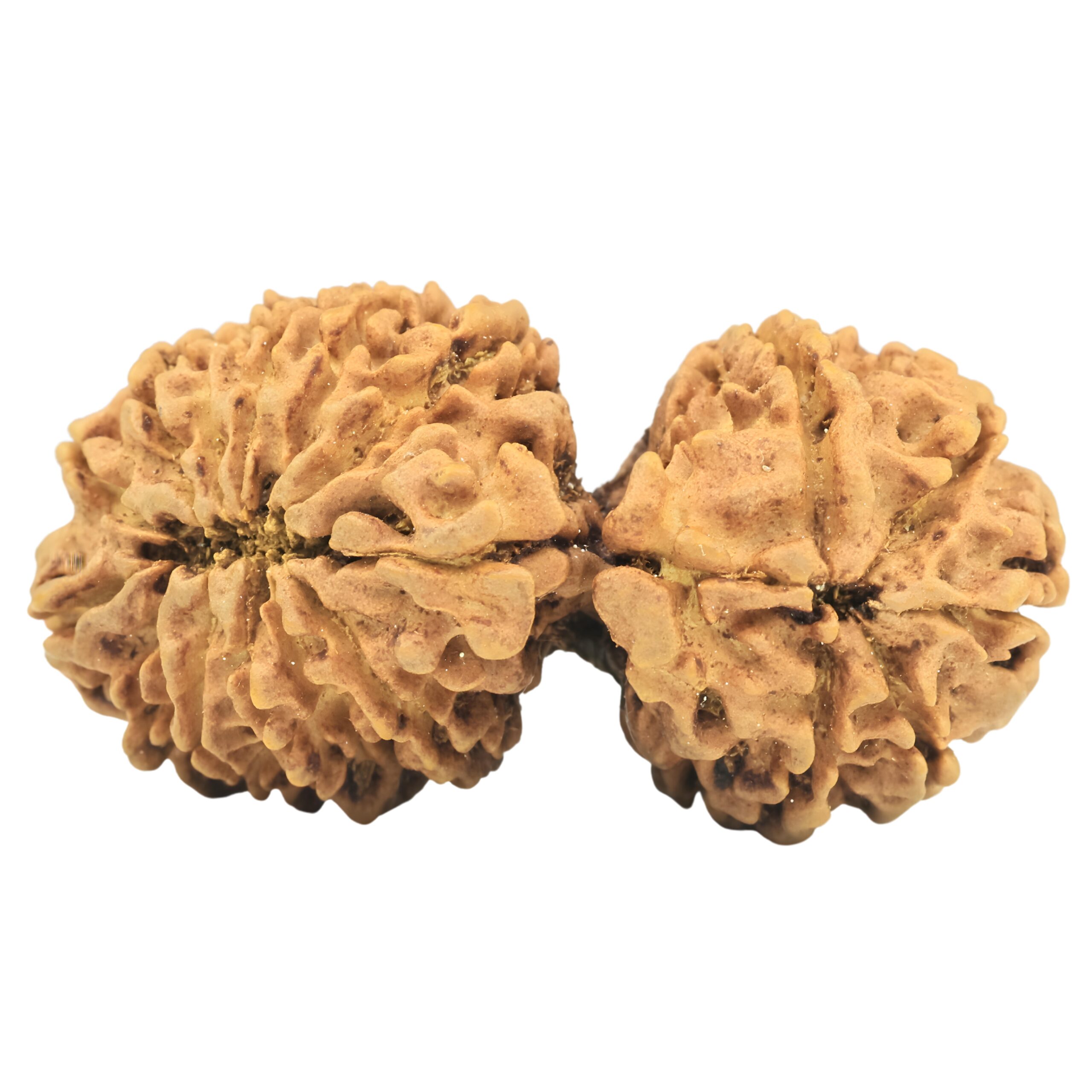 17 Mukhi Gaurishankar 41.7mm 7.66gm - Origin: Nepal - Rudraksha back