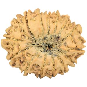15 Mukhi Rudraksha 32.1mm 5.63gm - Rudraksha back