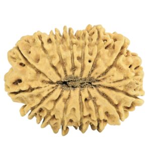 16 Mukhi Rudraksha 29.7mm 2.83gm - Origin: Nepal - Rudraksha back
