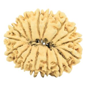 17 Mukhi Rudraksha 33.4mm 3.79gm - Rudraksha back