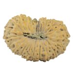 21 Mukhi Rudraksha 26.5mm 3.27gm - Rudraksha back